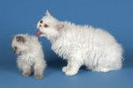 selkirk - Selkirk Rex