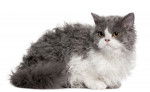Photo Selkirk Rex