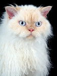 Photo Selkirk Rex