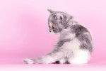Photo Selkirk Rex