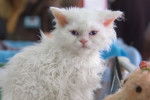 Photo Selkirk Rex