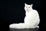 Photo Selkirk Rex