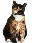 Photo Selkirk Rex