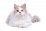 Photo Selkirk Rex