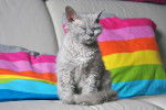 Photo Selkirk Rex