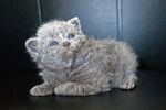 Photo Selkirk Rex