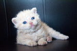 Photo Selkirk Rex