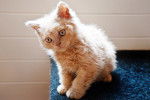 Photo Selkirk Rex