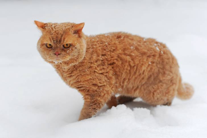 Un Selkirk Rex roux aux yeux orange marche dans la neige