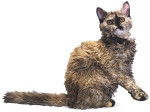 Selkirk Rex - Selkirk Rex