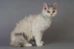 Photo Selkirk Rex