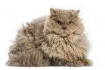 Photo Selkirk Rex