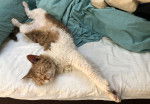 Photo Selkirk Rex