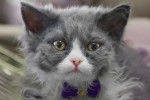 Photo Selkirk Rex