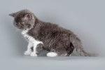 Photo Selkirk Rex