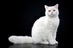 Photo Selkirk Rex