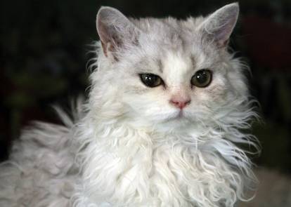 Un Selkirk Rex gris et blanc