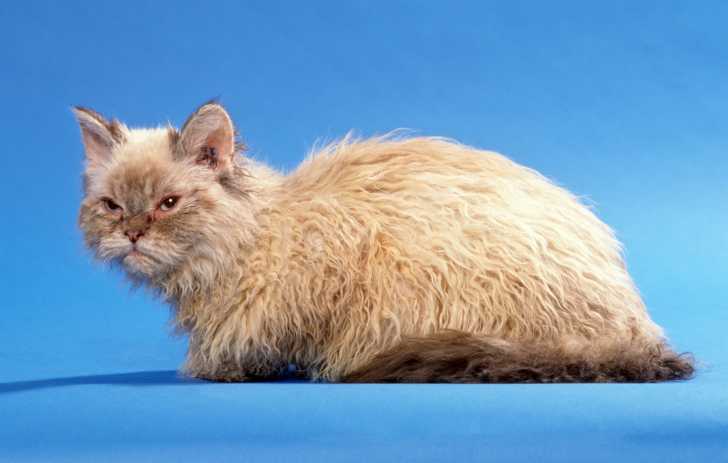 Selkirk Rex avec sa longue fourrure frisée