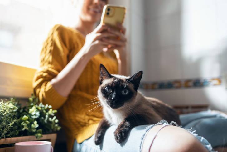 Une femme prenant en photo son chat Siamois allongé sur ses genoux