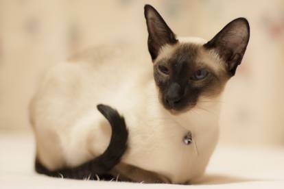 Un Siamois Moderne couché au sol