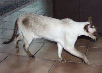 Siamois (moderne) - Siamois