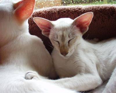 Siamois (moderne) - Siamois