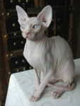 Sphynx - Sphynx