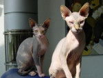 Sphynx - Sphynx