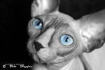 Sphynx Charme Piper - Sphynx