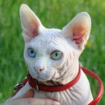 hotMOONcat - Sphynx Cattery - Sphynx