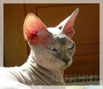 Sphynx Delux - Sphynx