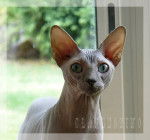 Sphynx Delux - Sphynx