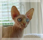 Sphynx Enigma - Sphynx