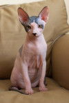 Le Sphinx - Sphynx