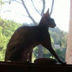 UZZY en ombre ?gyptienne - Sphynx