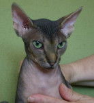 J'ai de beaux yeux...je sais !! - Sphynx