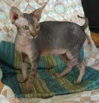 UZZY en tenue z?br - Sphynx