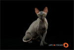 Mystiquecats Ombre - Sphynx