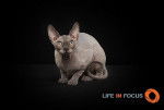 Mystiquecats Jade - Sphynx