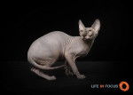 Mystiquecats Jade - Sphynx