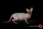 Lunabella Téora of Mystiquecats - Sphynx