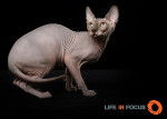 Mystiquecats Jade - Sphynx
