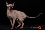Mystiquecats Topaze - Sphynx