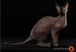 Mystiquecats Princesse Fantasia - Sphynx