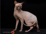 Mystiquecats Lucifer - Sphynx Mâle