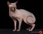 Mystiquecats Lucifer - Sphynx Mâle