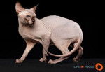 Mystiquecats Lucifer - Sphynx Mâle