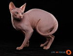 Mystiquecats White Magic - Sphynx Mâle