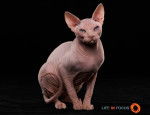 Mystiquecats White Magic - Sphynx Mâle