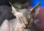 Photo Sphynx